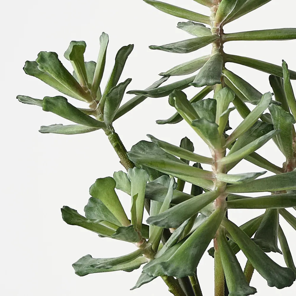 Floral Interiors Senecio Plant