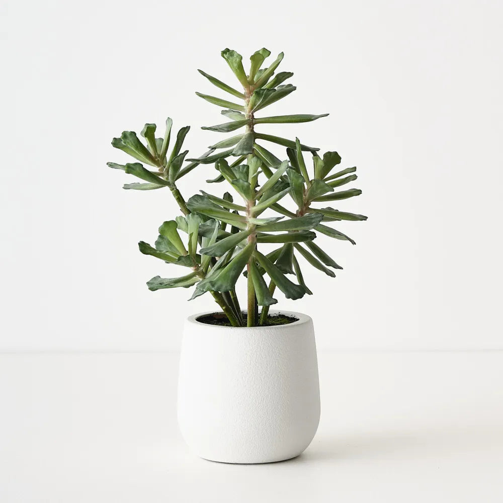 Floral Interiors Senecio Plant