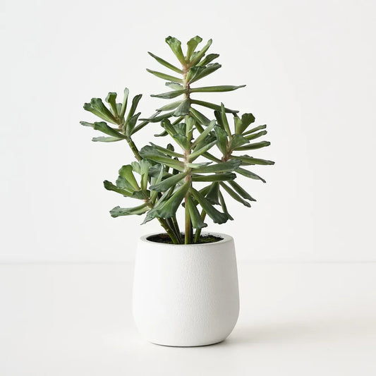 Floral Interiors Senecio Plant