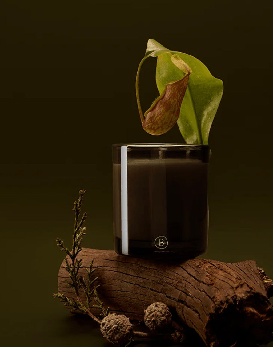 Black Blaze Rainforest Sunlight  Candle