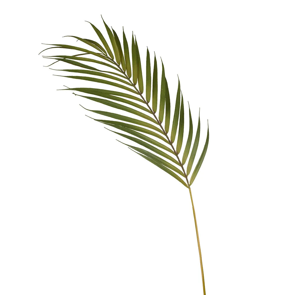 Floral Interiors Palm Phoenix Leaf