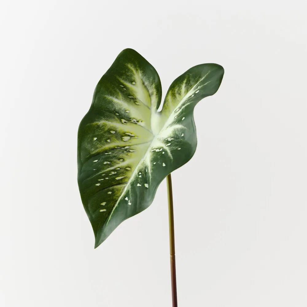 Floral Interiors Calla Lily Leaf